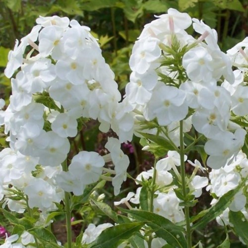 Phlox Paniculata White Admiral - Garden Phlox