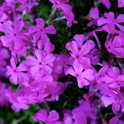 Creeping Phlox Purple Beauty - Phlox subulata