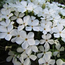Phlox subulata White Delight - Creeping Phlox (Three-pack)