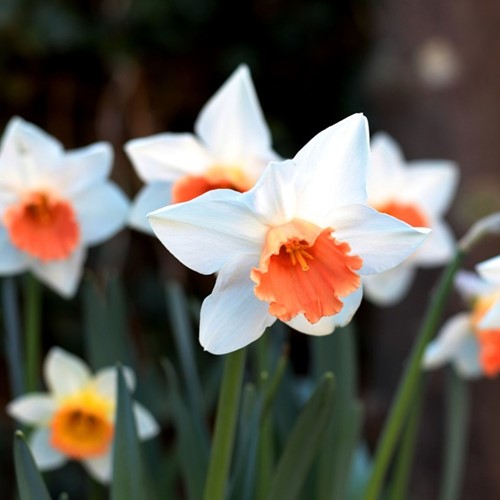 Daffodils Pink Charm - Narcissus