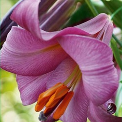 Lilium Pink Perfection - Lily