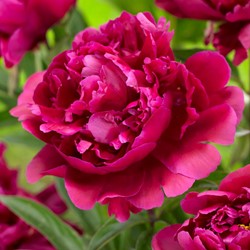 Peony Karl Rosenfield - red/pink - Paeonia
