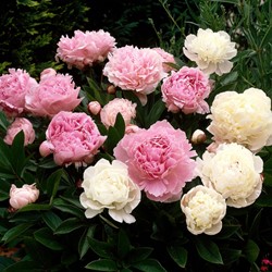 3x Peony Mixed - Paeonia