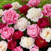 3x Peony Mixed: white, red and pink - Paeonia