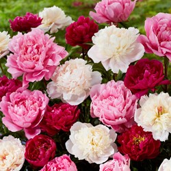 3x Peony Mixed: white, red and pink - Paeonia