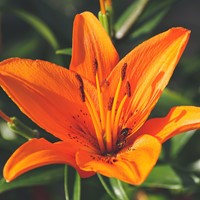 Lilium Asiaticus Orange - Asiatic Lilies