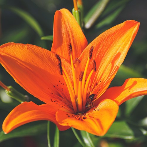 Lilium Asiaticus Orange - Asiatic Lilies