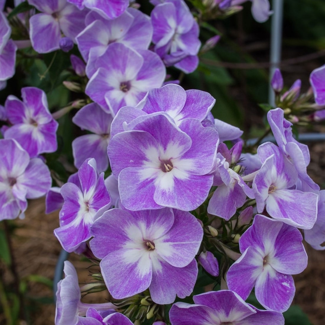 6 x Phlox Paniculata 'Laura' - Phlox paniculé 'Laura' godet 9cm x 9cm