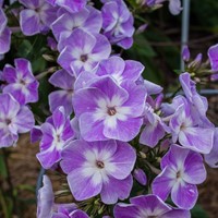 Phlox paniculata Laura - Garden phlox