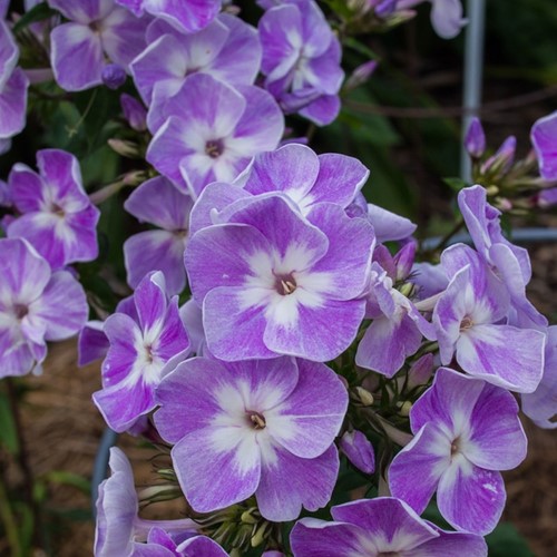 Phlox paniculata Laura - Garden phlox