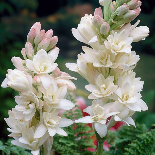 Polianthes tuberosa the Pearl (Large Pack)