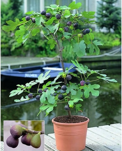 Fig tree - Ficus carica