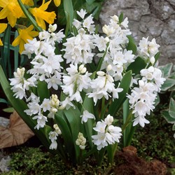 Puschkinia scilloides libanotica - Saffierhyacinth