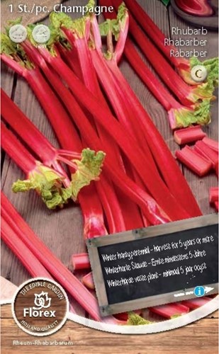 Rhubarb Red Champagne
