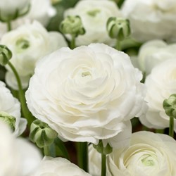 Ranunculus White - Double White Buttercup