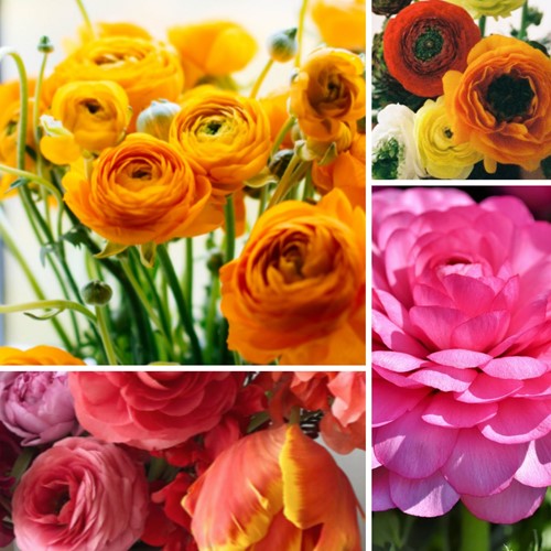 Ranunculus Mix