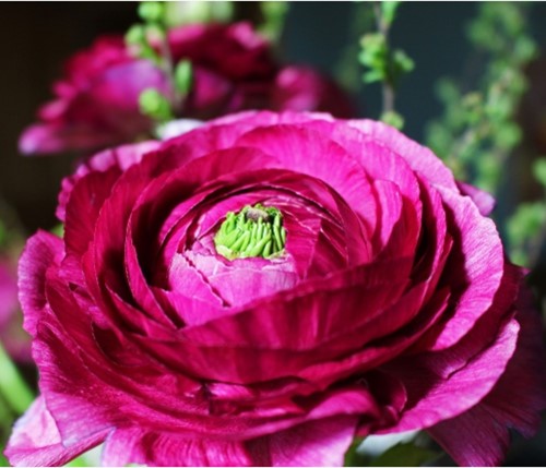 Ranunculus Purple