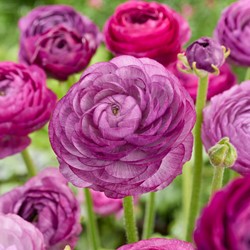 Ranunculus Purple