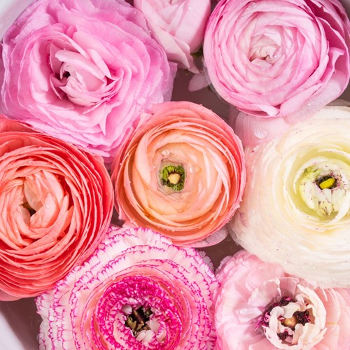 Ranunculus Pastel Mix – Persian Buttercup