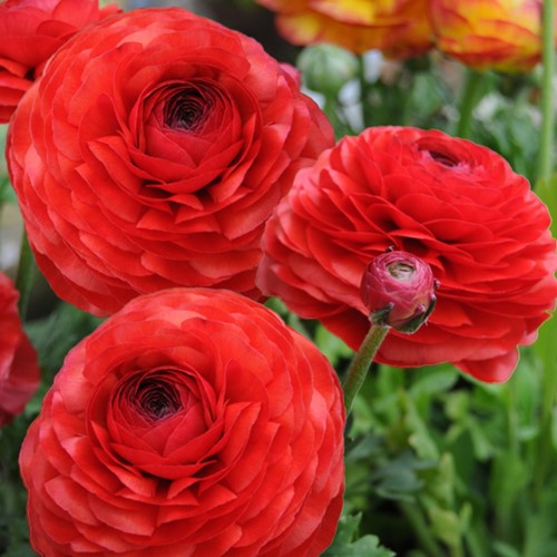 Ranunculus Red - Double Red Buttercup