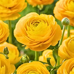 Ranunculus Yellow - Double Golden Buttercup