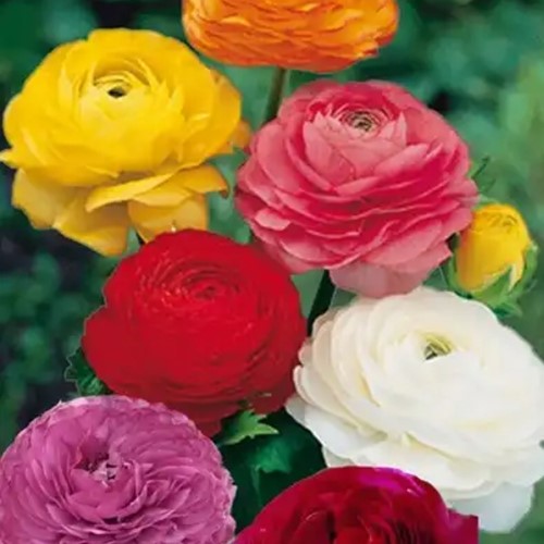 Ranunculus Mix (Large Pack)