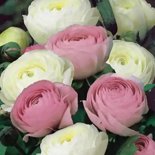 Ranunculus White & Pink Mix