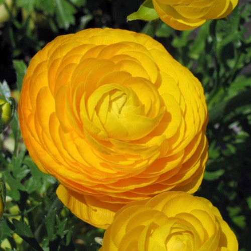 Ranunculus Yellow - Double Golden Buttercup