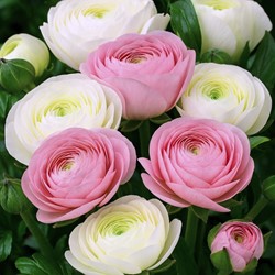 Ranonkels wit & roze mix - Ranunculus