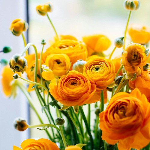 Ranunculus Orange - Double Orange Buttercup