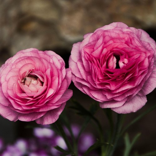 Ranunculus Pink - Double Pink Buttercup