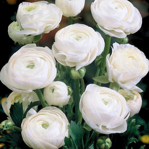 Ranunculus White - Double White Buttercup