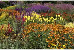 Ready-Made Border Orange, Yellow, Red & Purple - Modeste Herwig (30 plants)