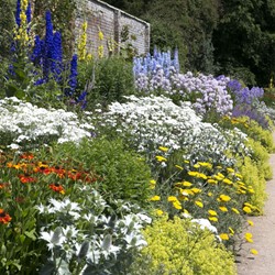 Ready-Made Border White, Blue & Yellow - Modeste Herwig (60 plants)