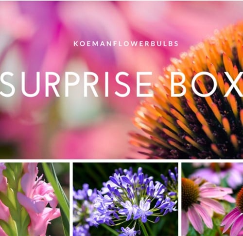 Summer Flower bulb Surprise pack 1