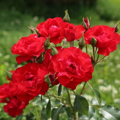 Rose Amsterdam – Rosa floribunda