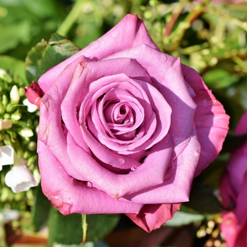 Rose Blue River – Large-Flowered Rosa 