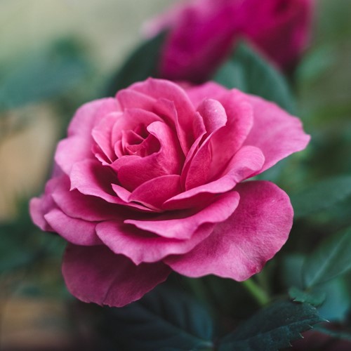 Rose Queen Elizabeth – Large-Flowered Rosa
