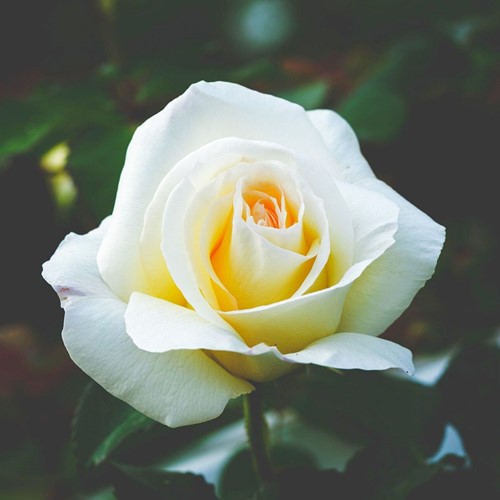 Rose White Symphony – Large-Flowered Rosa