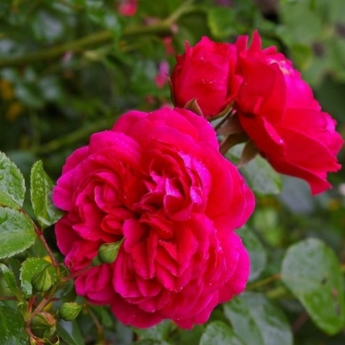 Rose Red Leonardo da Vinci - Rosa