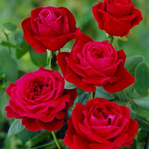 Rosa Mister Lincoln - Rose