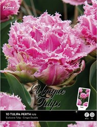 Tulips Perth – Tulipa crispa double