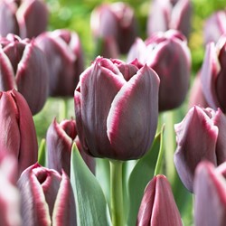 Tulip Jackpot - Tulipa
