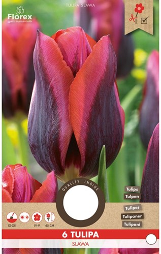 Tulip Slawa - Tulipa-2