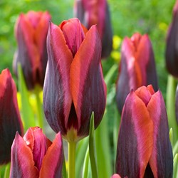 Tulip Slawa - Tulipa