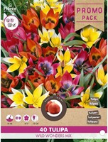 Tulips Wild Wonders mix – Tulipa-2