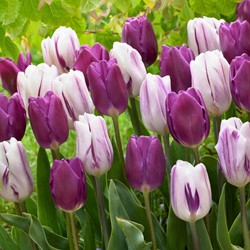 Tulips Nova mix - Tulipa