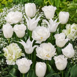 Tulips White Wedding mix – Tulipa