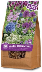 Allium Ambiance XXL- Ornamental onion
