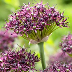 Allium atropurpureum - Ornamental garlic